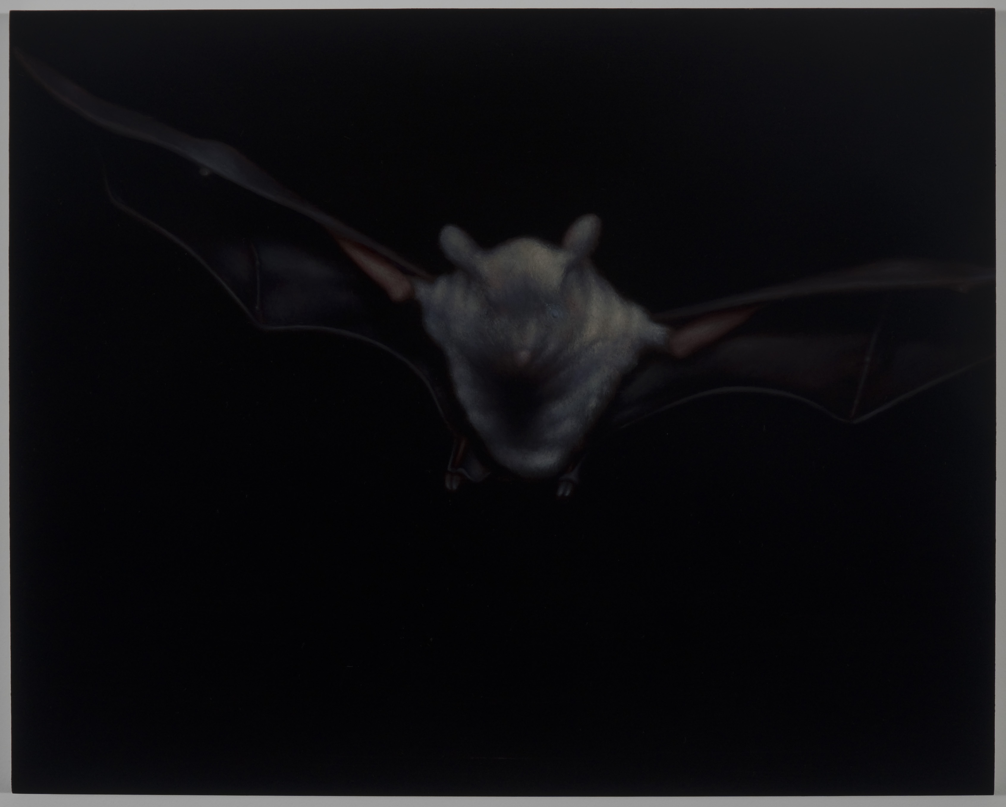 Bat