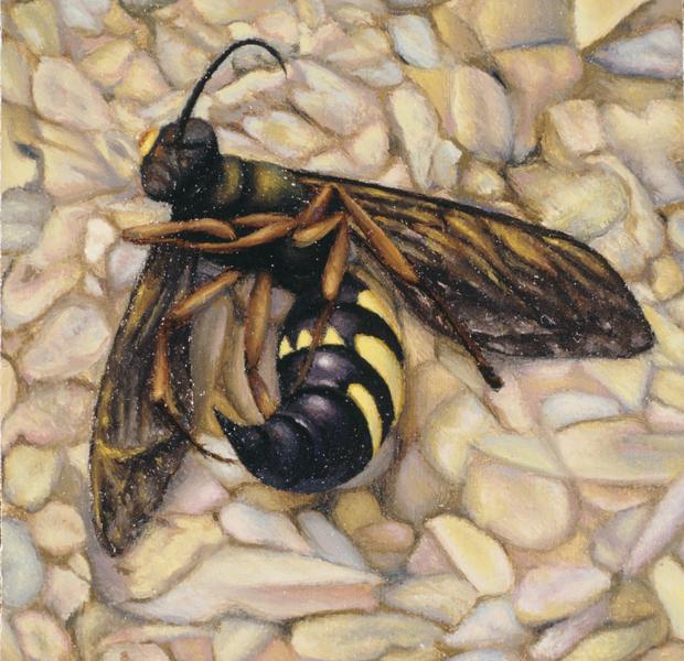 Dead Yellow Jacket