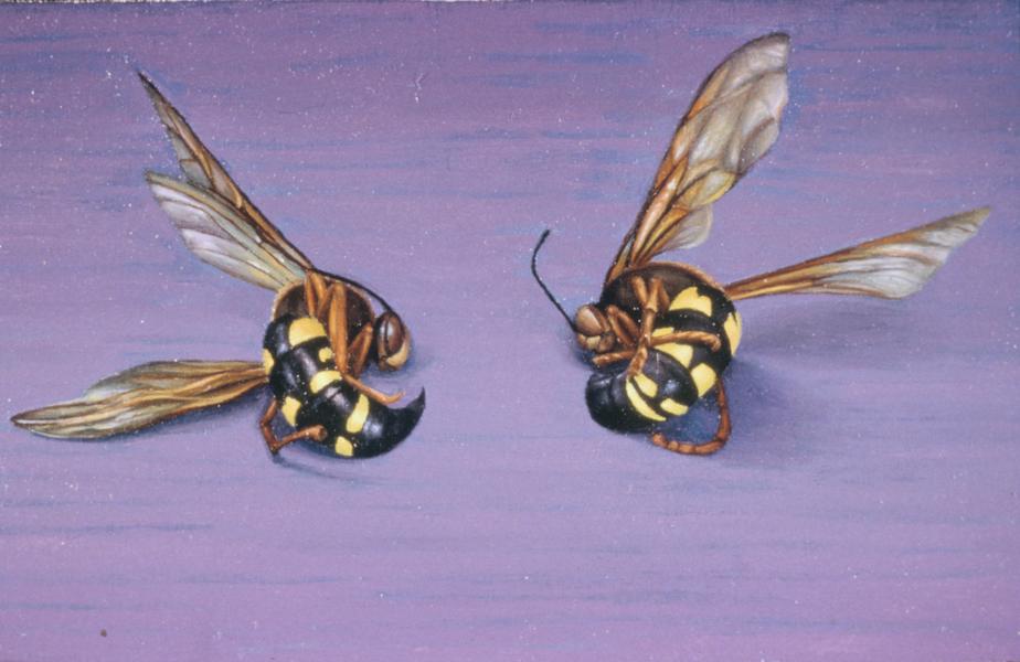 Dead Yellow Jackets