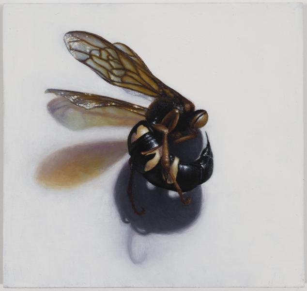 Wasp